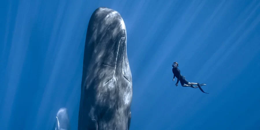 Whales, Friendship, & Discovery: Filmmaker Patrick Dykstra