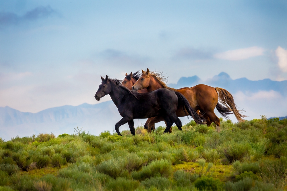 Wild horses, symbol of the American West, face ecological and cultural challenges