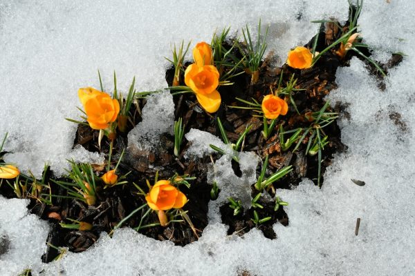From Winter to Spring: Why do we get happier during this transition?